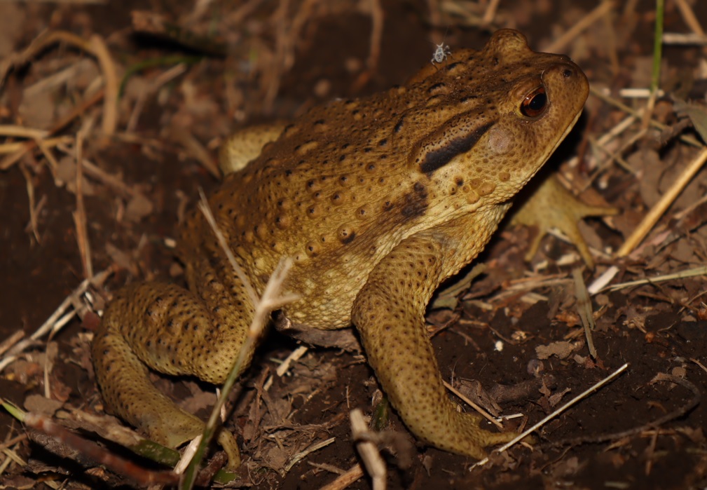やなぎの枝先_枝から落ちたクワガタをパックと食べたヒキガエル_2021年7月29日20時45分頃 気温29度